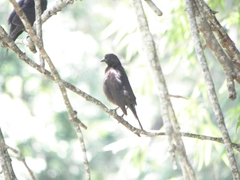 Molothrus bonariensis