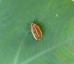Agonosoma flavolineatum