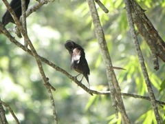 Molothrus bonariensis