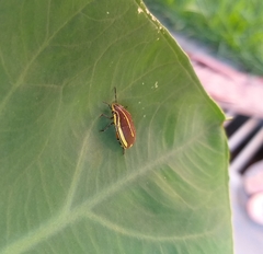 Agonosoma flavolineatum