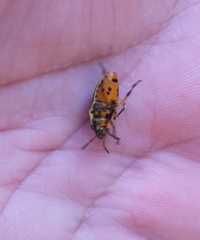 Agonosoma flavolineatum