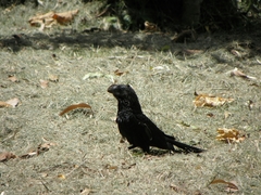 Crotophaga ani