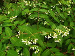Apocynum × floribundum