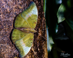 Dophla evelina