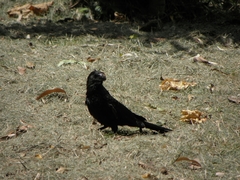 Crotophaga ani