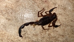 Centruroides gracilis