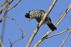 Thamnophilus doliatus capistratus