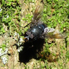 Calliphoroides antennatis