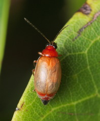 Monolepta pallidula