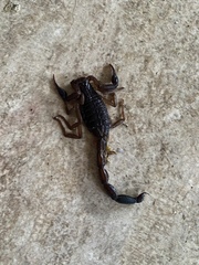 Centruroides gracilis