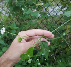 Calycomyza melantherae
