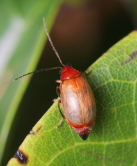 Monolepta pallidula