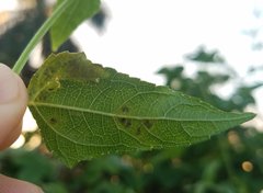 Calycomyza melantherae