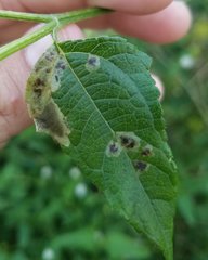 Calycomyza melantherae