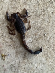 Centruroides gracilis