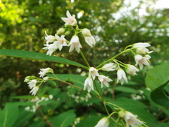 Apocynum × floribundum