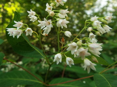 Apocynum × floribundum