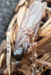 Lasius pallitarsis