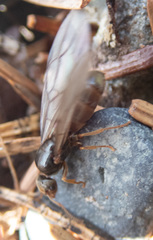 Lasius pallitarsis