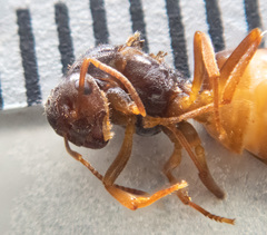 Lasius pallitarsis