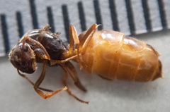 Lasius pallitarsis