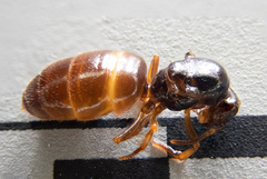 Lasius pallitarsis