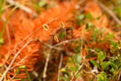 Lomatium ambiguum