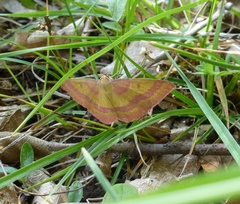 Rhodostrophia discopunctata