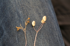 Lomatium ambiguum