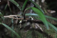 Ceratostylis