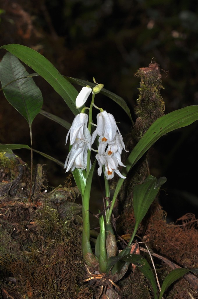 Coelogyne kemiriensis