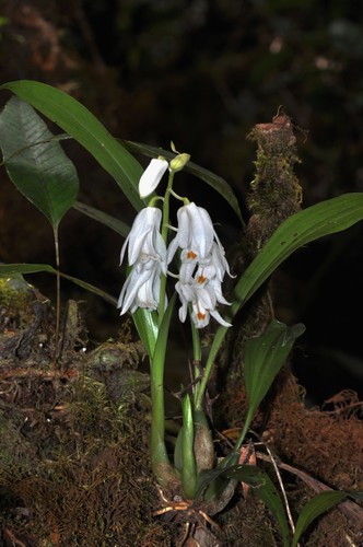 Coelogyne kemiriensis J.J.Sm. 3