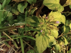 Clinopodium chinense