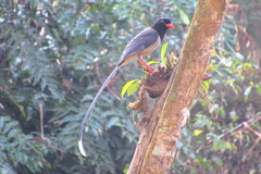 Urocissa erythroryncha