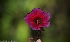 Hibiscus acetosella