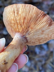 Lactarius