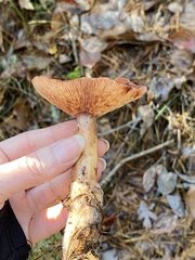 Lactarius