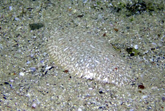 Pardachirus hedleyi