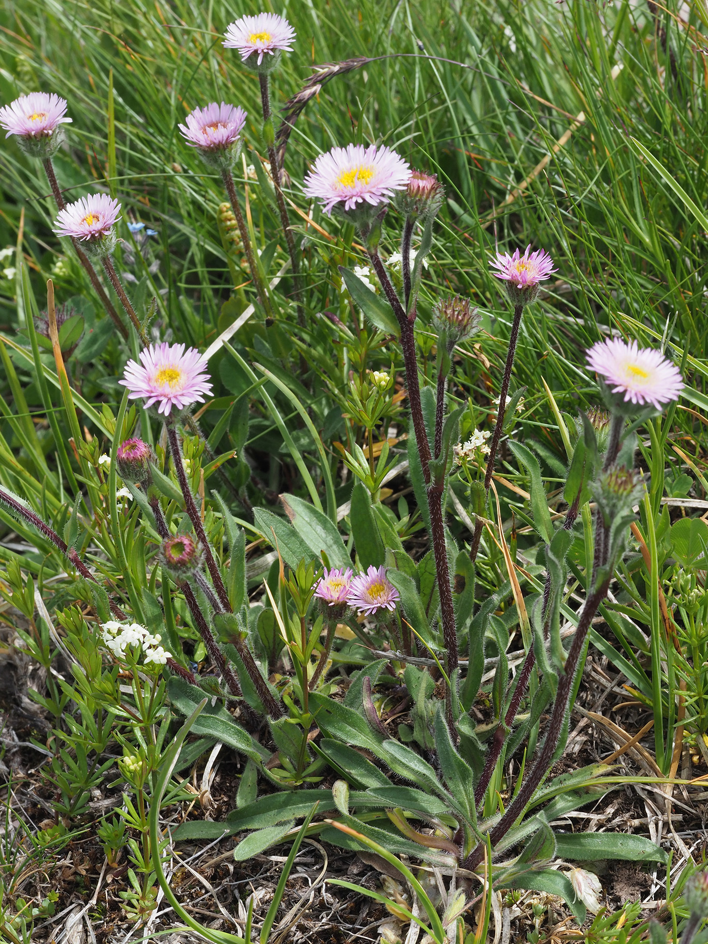 Erigeron alpinus