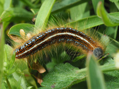 Malacosoma alpicolum