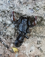 Bothriurus keyserlingi