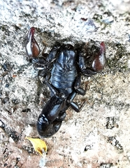 Bothriurus keyserlingi