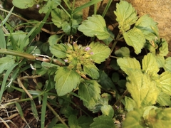Clinopodium chinense
