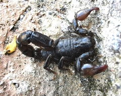Bothriurus keyserlingi