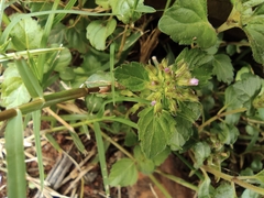 Clinopodium chinense