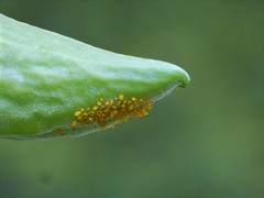 Chilocorus circumdatus