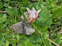 Metaxmeste phrygialis