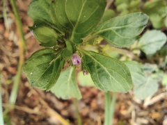 Clinopodium chinense
