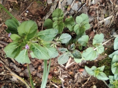Clinopodium chinense