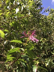 Fuchsia paniculata